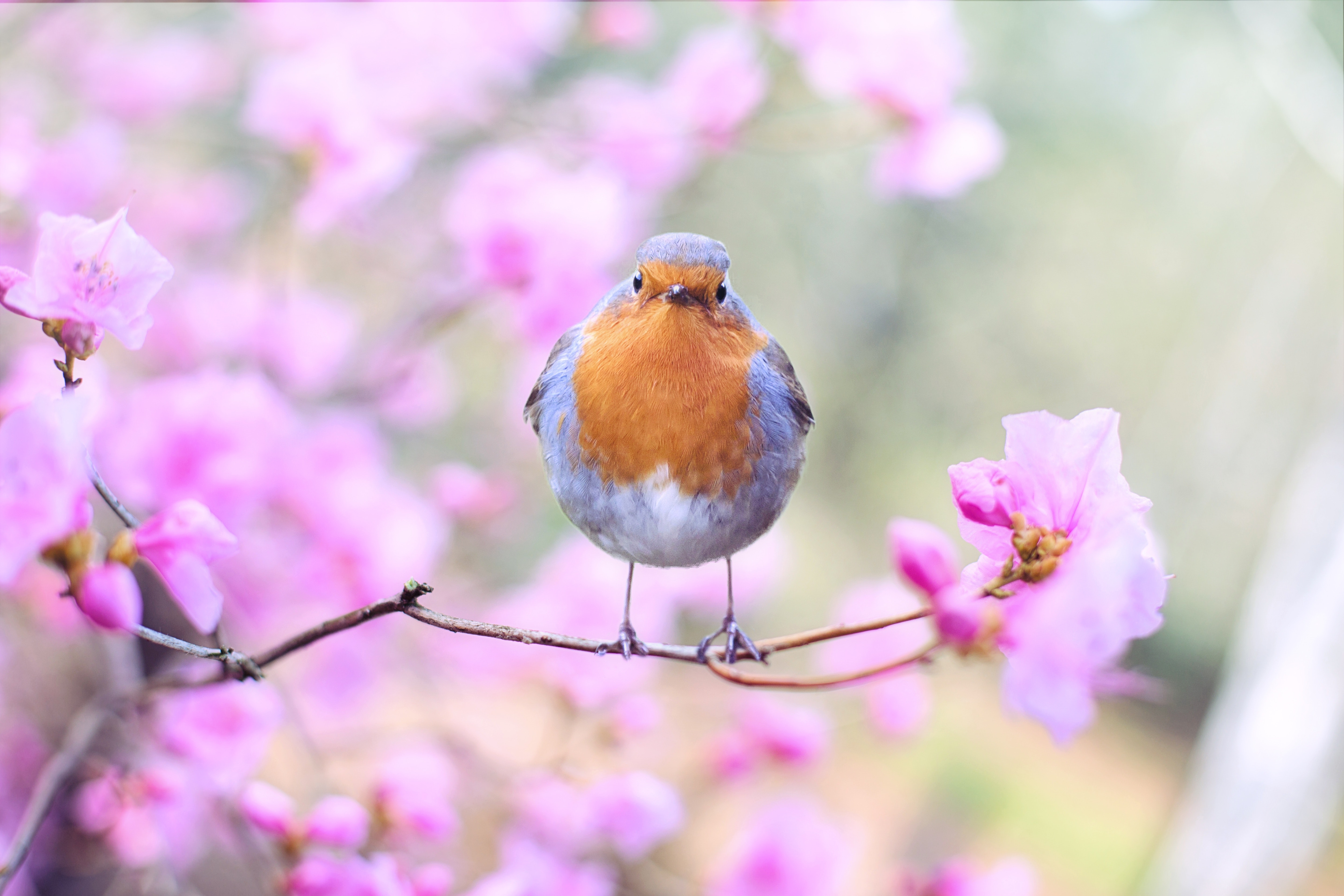 Beautiful Bird Bloom 414181