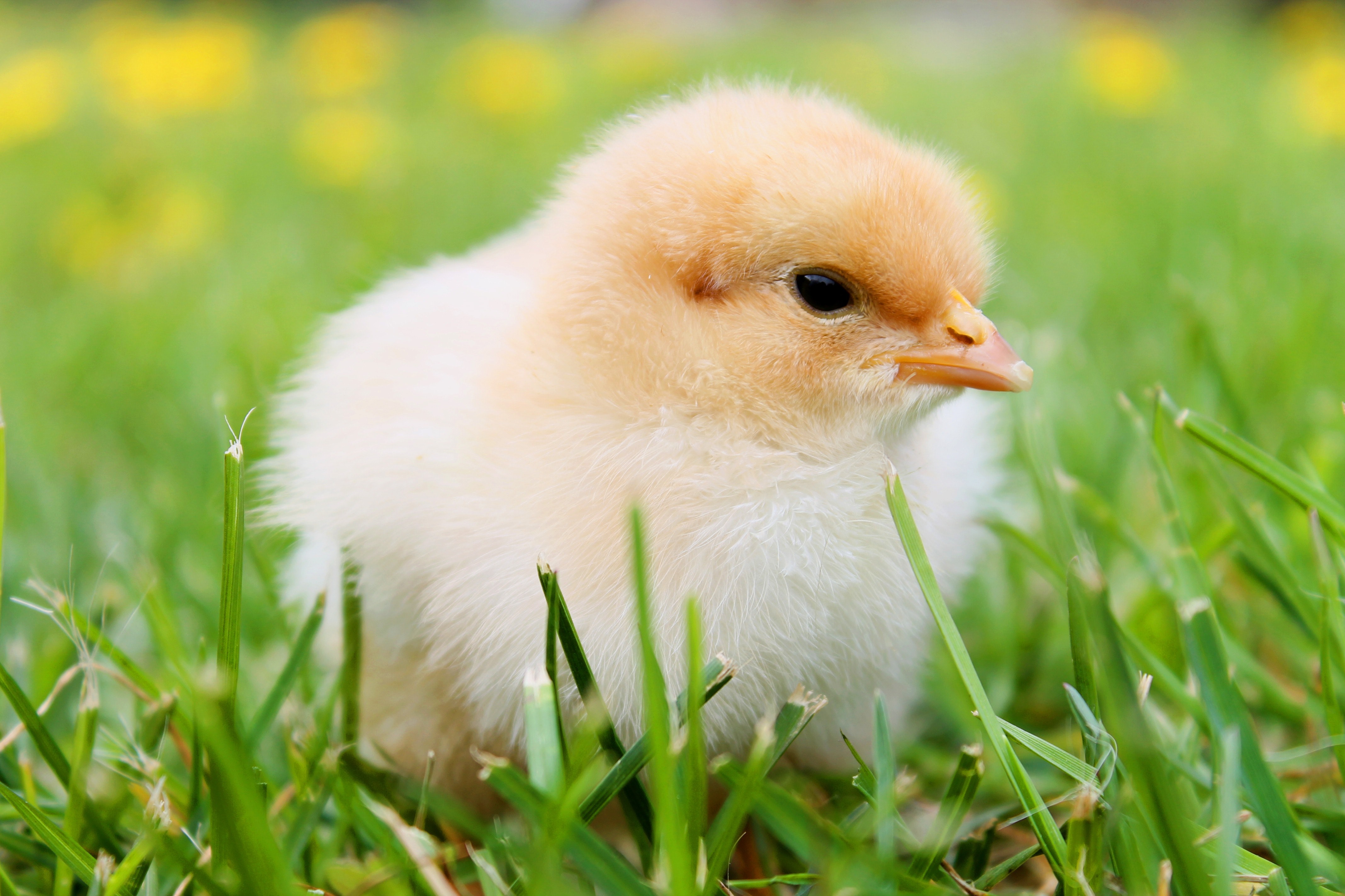 Agriculture Bird Chick 55834 (1)